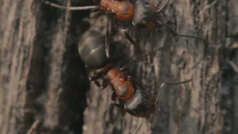 Ants on the bark of a tree in the forest. ultra close-up Stock Footage 75672624