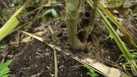 Ants at the base of a tree Video stock 84586499