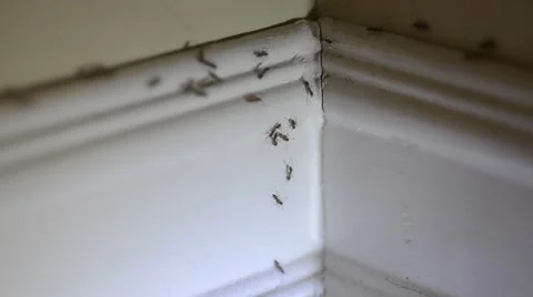 Ants On Baseboard In A House Video stock 41241247