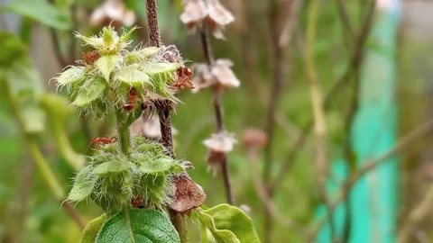 Ants on the basil plant Stock Footage 152004570