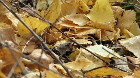 Ants on beach leaves ground level Vidéo 585265