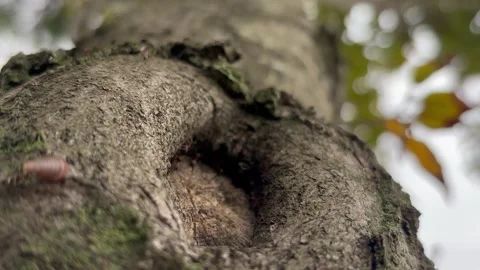 Ants from behind Stock Footage 292287339