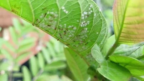 Ants behind leaves Stock Footage 302822754
