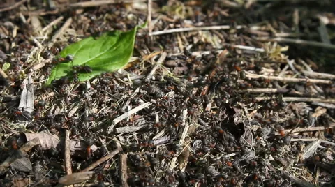 Ants behind work. Video stock 57625159