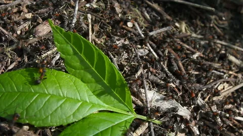 Ants behind work. Video stock 57625184