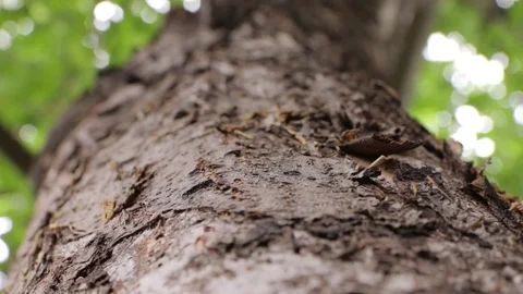 Ants on the Big Tree Stock Footage 78176982
