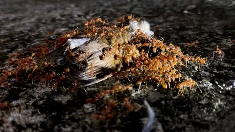Ants bird3 Stock Footage 337762715