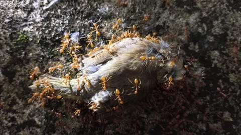 Ants bird4 Video stock 337762718