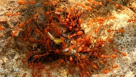 Ants biting and pulling worm on the ground, outdoor  Chiangmai Thailand Stock Footage 125169350