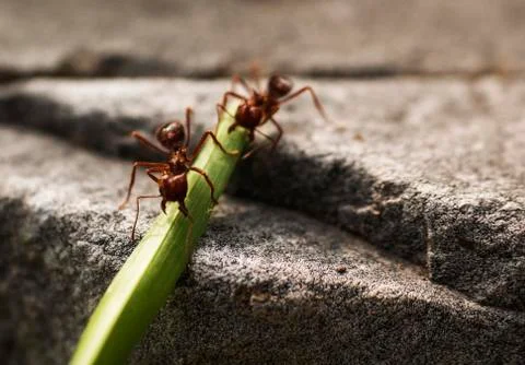 Ants biting big green leaf, over a rock focus macro photo Stock Photos