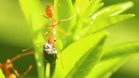 Ants biting a fly  on the leaf , out door Chiangmai Thailand Stock-Footage 169982636
