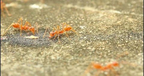 Ants Biting Food Debris Stock Footage 82859979