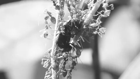 Ants biting pray on tree in monochrome  , out door Chiangmai Thailand Stock Footage 153849402