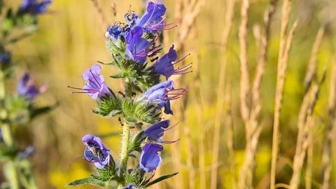 Ants on a blue flower. Macro. Stock Footage 124762735