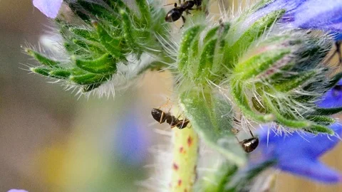 Ants on a blue flower. Macro. Stock Footage 124762736