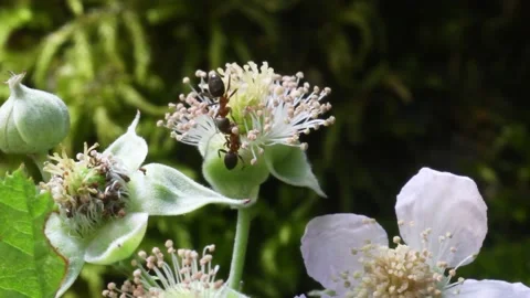 Ants on bramble flower (rubus sp.) 스톡 동영상 138646195