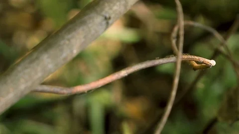 Ants in branch focus Stock Footage 79013869