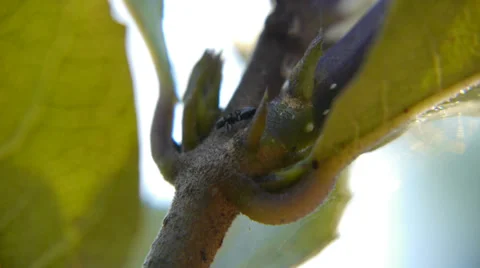 Ants on branch Stock Footage 33699536