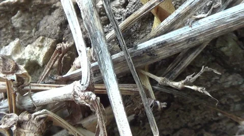 Ants On A Branch Stock Footage 33791728