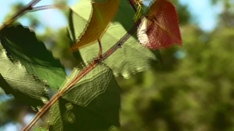 Ants on a branch Stock-Footage 75408758