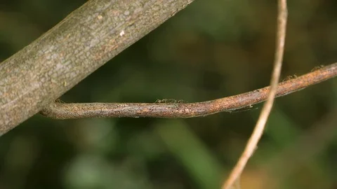 Ants in branch Stock Footage 79031953