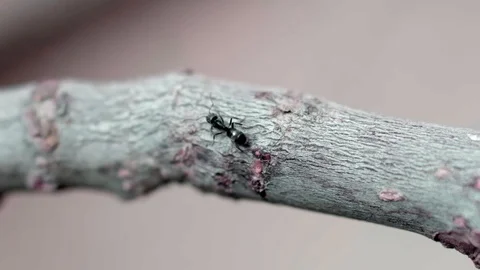 Ants on a branch Stock Footage 112941912
