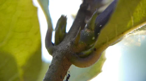 Ants on branch (Macro) Video stock 33699309