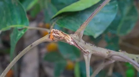 Ants on branch, time lapse Stock Footage 55577746