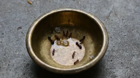 Ants on brass vessel. Stock Footage 295118560
