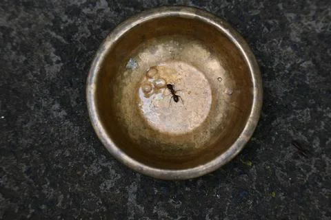 Ants on brass vessel. Stock Photos
