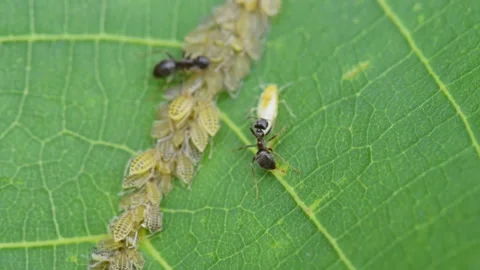 Ants breed aphids on a leaf of walnut. 스톡 동영상 136755418