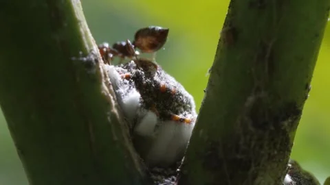 Ants breed mealybug. 動画素材 243718021
