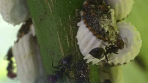 Ants breed mealybug. 動画素材 243718977