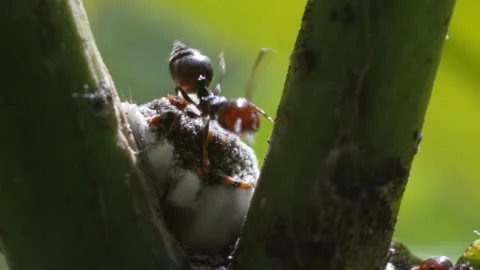 Ants breed mealybug. Stock Footage 243718978