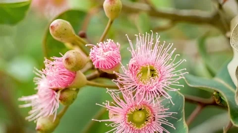 Ants, bugs and honey bee collecting sweet flower nectar from beautiful marri  Stock Footage 68190026