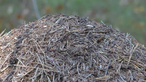 Ants build an anthill Stock Footage 134281640
