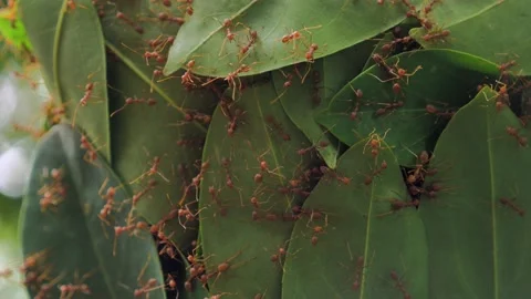 Ants build a house Stock Footage 132329209