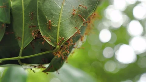 Ants build a house Stock Footage 132329334