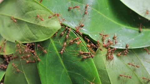 Ants build a house Stock Footage 132329437