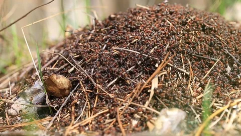 Ants build a new anthill in the forest in spring Stock-Footage 111894103