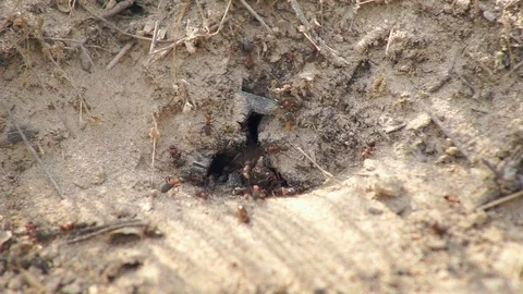 Ants Build a Residence Stock Footage 77841843