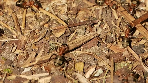 Ants building anthill, ant colony in the forest closeup Stock Footage 217052733