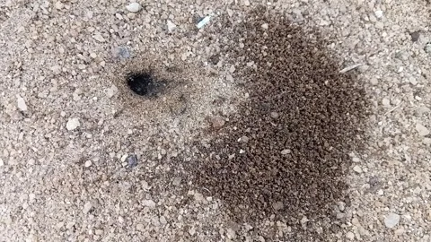 Ants Building an Anthill Colony. Video stock 325924628