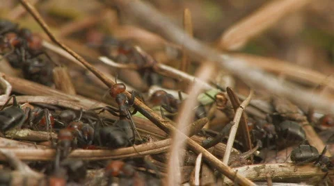Ants building anthill. Stock Footage 628683