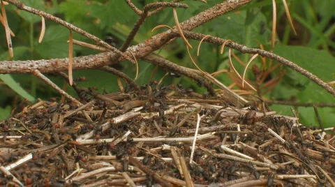 Ants building anthill. Stock Footage 628706