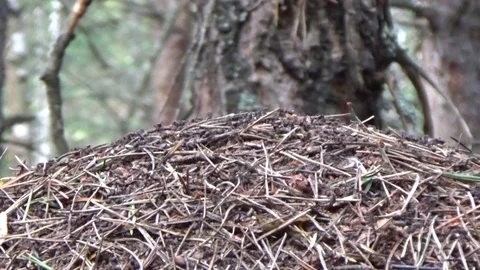 Ants building an anthill Stock Footage 78723639