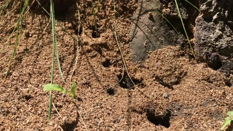Ants building an anthill Stock Footage 132383130