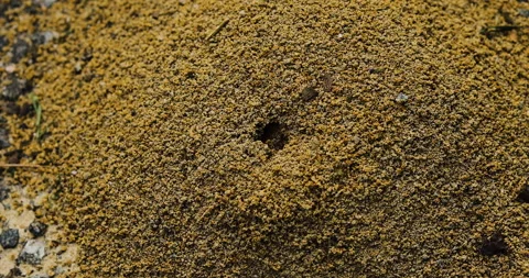 Ants building an anthill Stock Footage 310951974