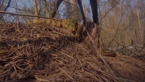 Ants building anthill on a stump in forest timelapse Stock Footage 135447719