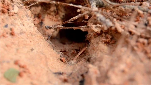 Ants building a nest 2 Stock Footage 76227920